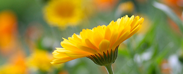 Calendula officinalis