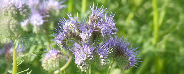 Phacelia tanacetifolia